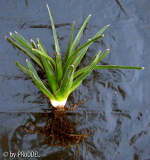 Agave victoriae reginae