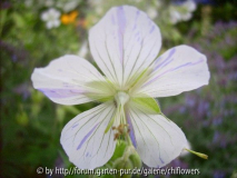 Geranium pratense Striatum Blüte