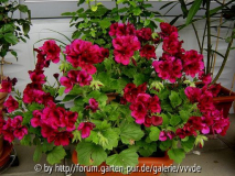 Pelargonie_Juli2007