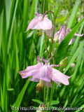 aquilegia_45_kl.jpg