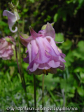 aquilegia_47_kl.jpg