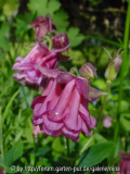 aquilegia_46_kl.jpg