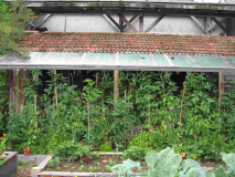 Tomatenüberdachung altes Bienenhaus mit Glaseindeckung