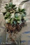 Adromischus cooperi