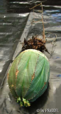 Euphorbia Obesa