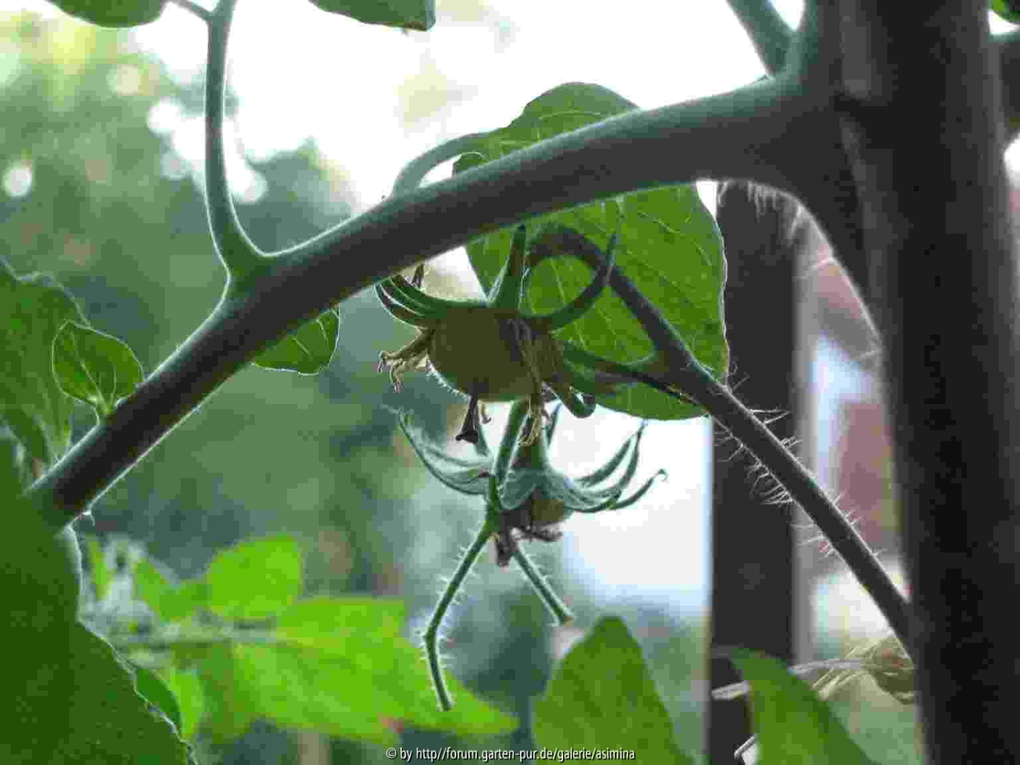 Fruchtwachstum mit Verzögerung