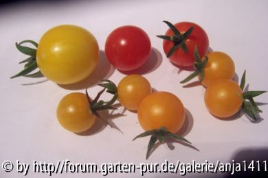 Tomatenernte