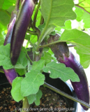 Aubergine_1_1_1.jpg