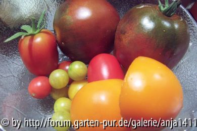 Tomatenernte_300707