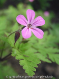 Geranium robertianum