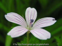 Geranium asphodeloides