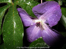 Clematis_im regen