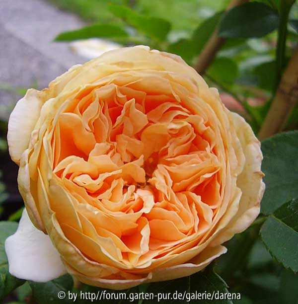 Crown Princess Margareta