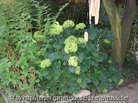 Hortensie vor Schnitt