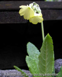 Primula (unbekannt)