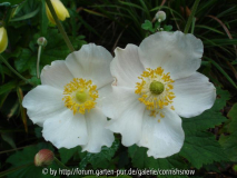 Anemone hupehensis f. alba - 2007