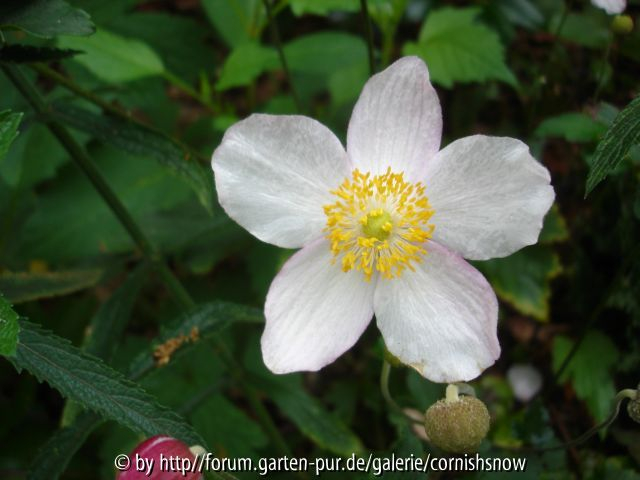 Anemone hupehensis f. alba - Sämling - 2007