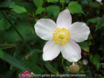 Anemone hupehensis f. alba - Sämling - 2