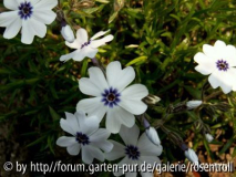 Bavaria blue - Phlox subulata