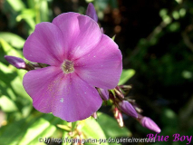 Blue Boy - Phlox paniculata