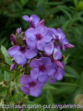 Blue Paradise - Phlox paniculata