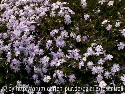 Lilac Cloud - Phlox douglasii