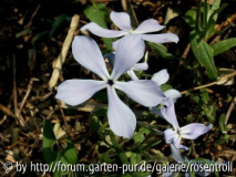 May breeze - Phlox divaricate