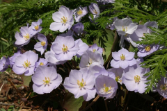 Jeffersonia dubia (= Plagiorhegma dubium Maxim.)