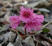 Shortia soldanelloides