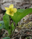 Viola pubescens