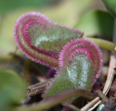 Soldanella villosa - Blattaustrieb