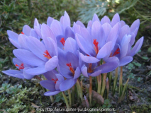 Crocus medius 2007