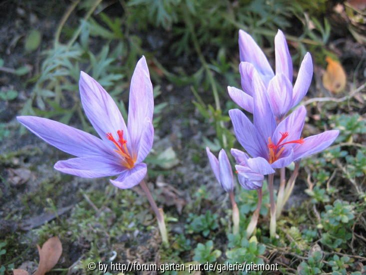 Crocus medius mit Zeichnung 2007