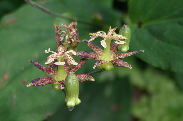 Tricyrtis puberula