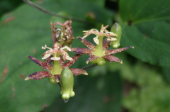 Tricyrtis puberula