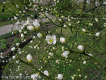 Poncirus trifoliata blueten