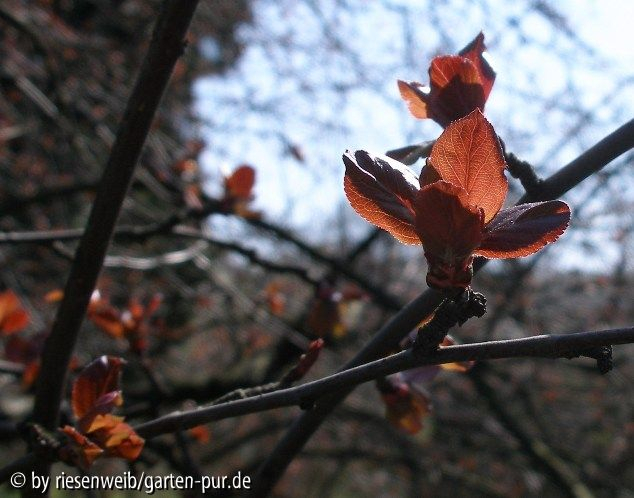 Malus x purpurea