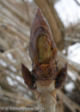 Aesculus hippocastaneum knopse