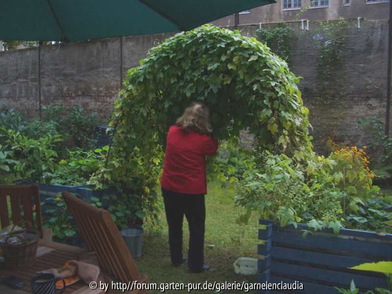 Mexikanische Minigurken am Rosenbogen