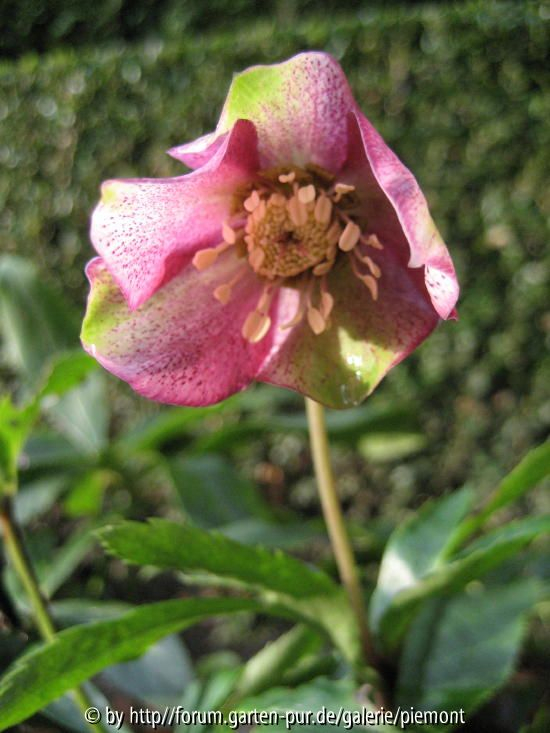 Helleborus orientalis unbekannt 2007