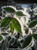 Schneewittchen im Frost 2007