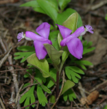 Polygala paucifolia