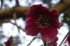 Helleborus von unten