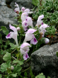 Lamium sandrasicum