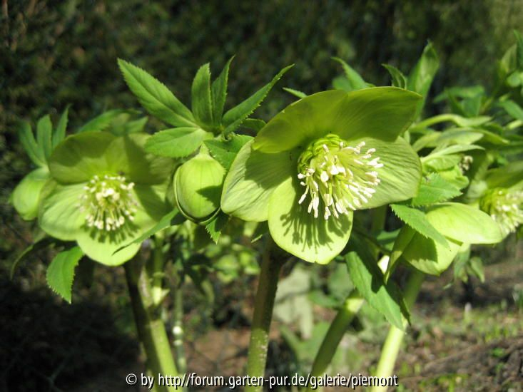 Helleborus vidris 2008