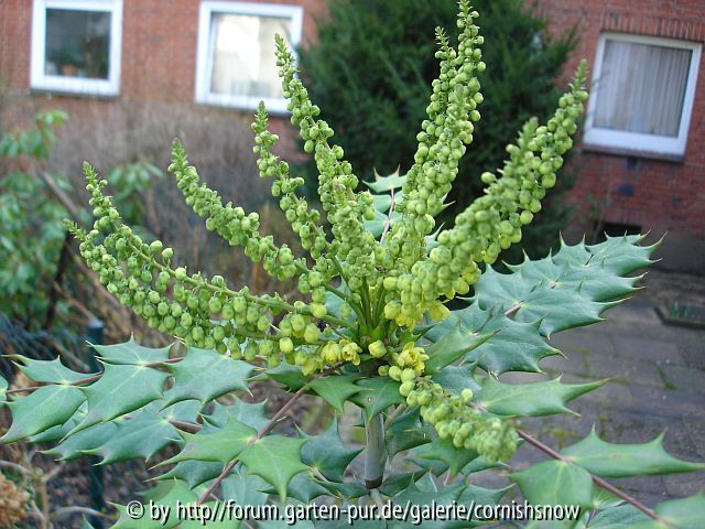 Mahonia japonica Sämling - 2008