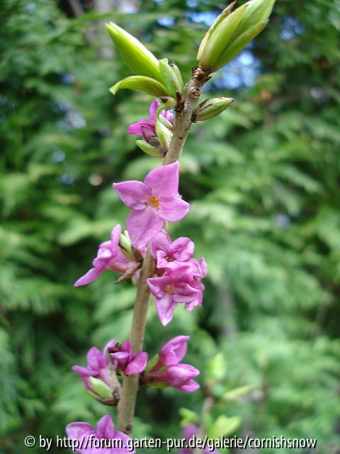 Daphne mezereum - 2008