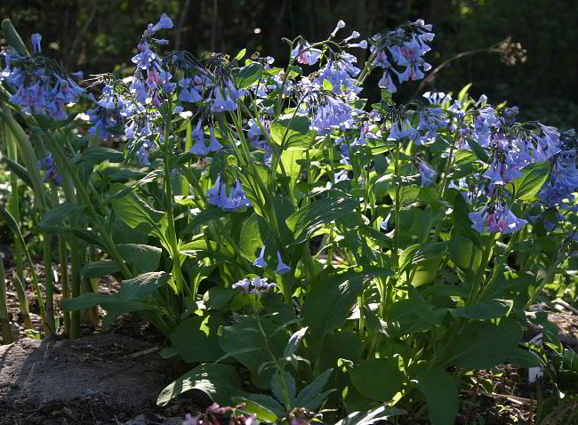 Mertensia virginica