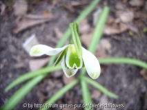 Galanthus Titania