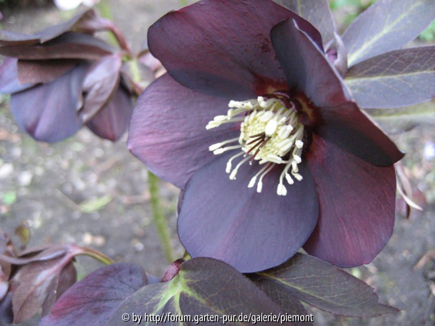 Helleborus  